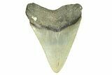 Serrated, Fossil Megalodon Tooth - North Carolina #294518-1